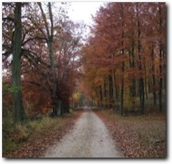 Forest scene in Denmark