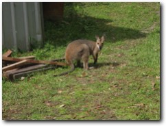 Kangaroo in Lillian Rock Australia